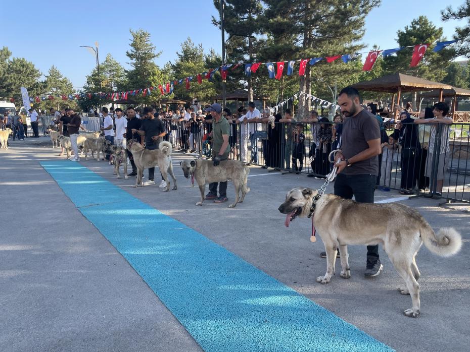 Dünyaca Ünlü “Bozkırın Aslanları” Podyuma Çıktı: Kangal Köpekleri Güzellik Yarışmasında Buluştu