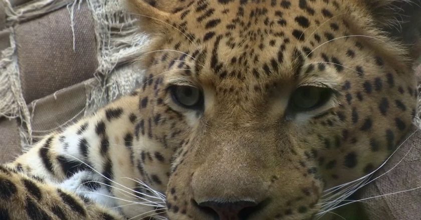 Panthera ‘Yaşam İçin Kürk’ projesiyle leoparları kurtarıyor