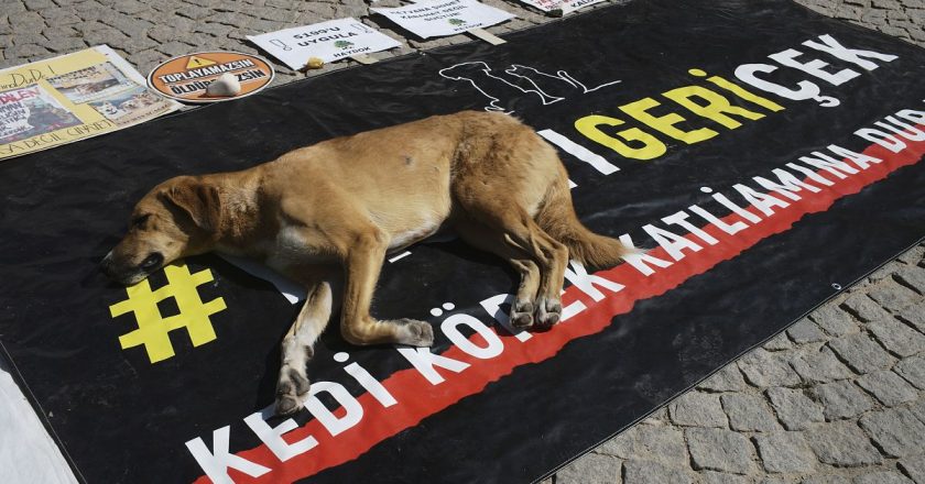 Tartışmalı sokak hayvanları kanunu TBMM’de kabul edildi.