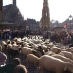 Video. Koyun sürüleri kışlık meralara giderken Alman şehirlerinden geçiyor