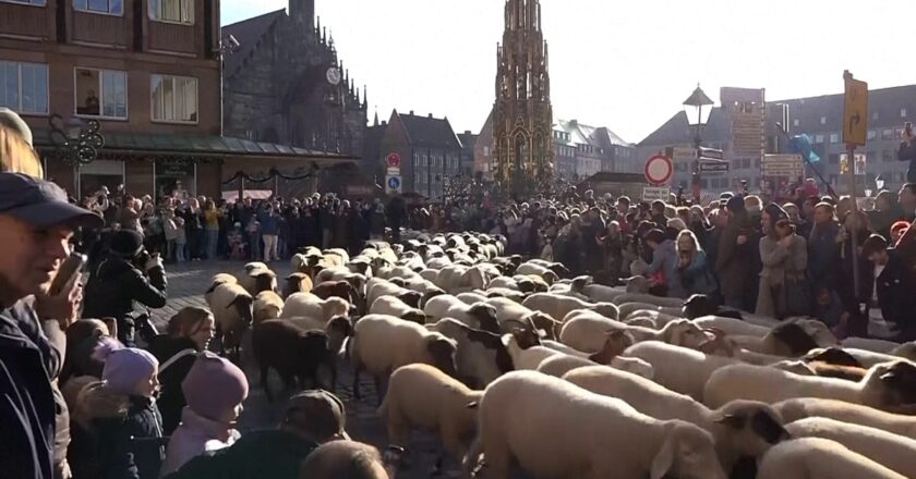 Video. Koyun sürüleri kışlık meralara giderken Alman şehirlerinden geçiyor