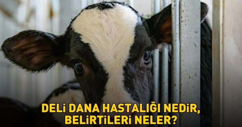 Deli dana hastalığı nasıl bulaşır? Ankara’nın ardından Bolu da ortaya çıktı! Deli dana hastalığı nedir ve belirtileri nelerdir?